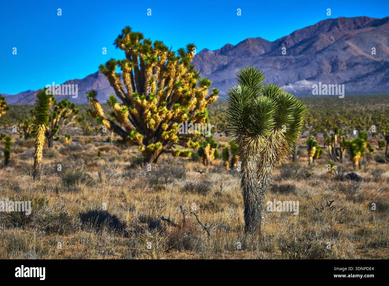 Arbres de Joshua et paysage de montagne dans le désert de Mojave en Californie Banque D'Images