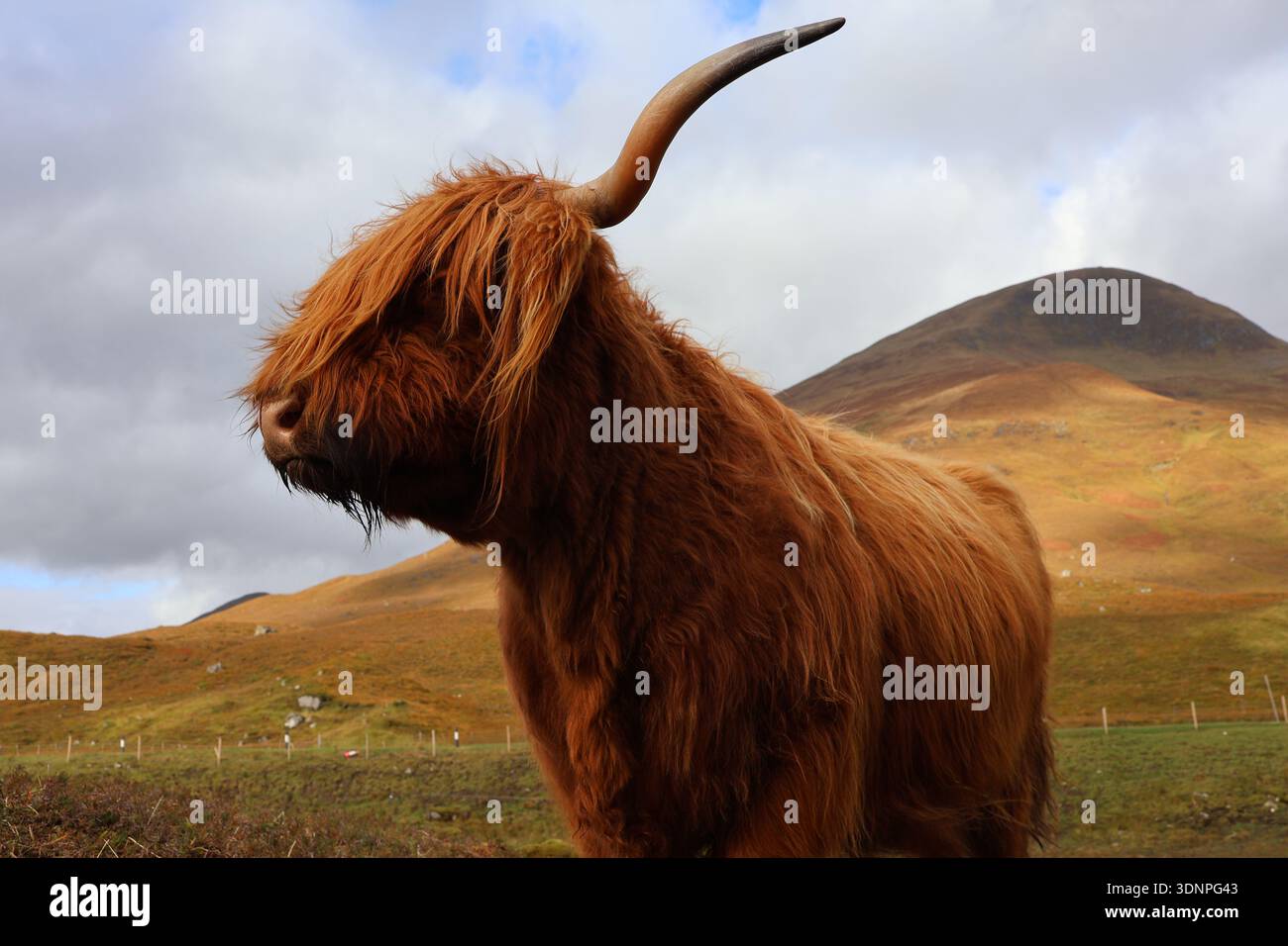 Portrait rapproché d'une vache des Highlands avec de longs cheveux déchiquetés et des cornes courbées ; détail du visage de bétail écossais dans un cadre rural avec des collines ondoyantes Banque D'Images