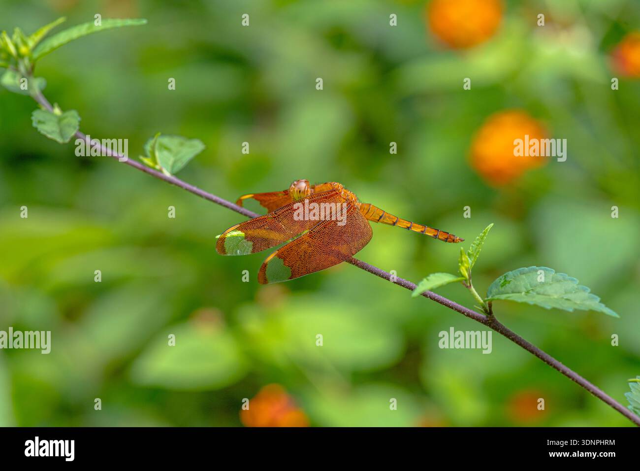 Fulvous Forest Skimmer vue latérale Macro gros plan et il repose sur la petite branche de la plante. Banque D'Images