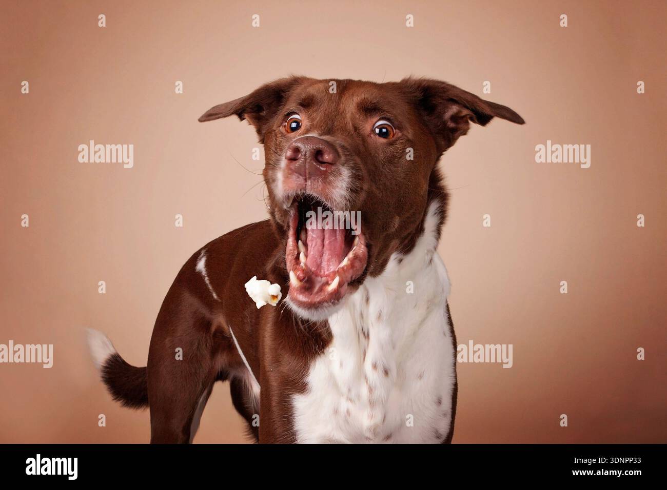 Chien avec la bouche large ouverte essayant d'attraper un gâteau pop-corn, canine douce drôle mignonne Banque D'Images