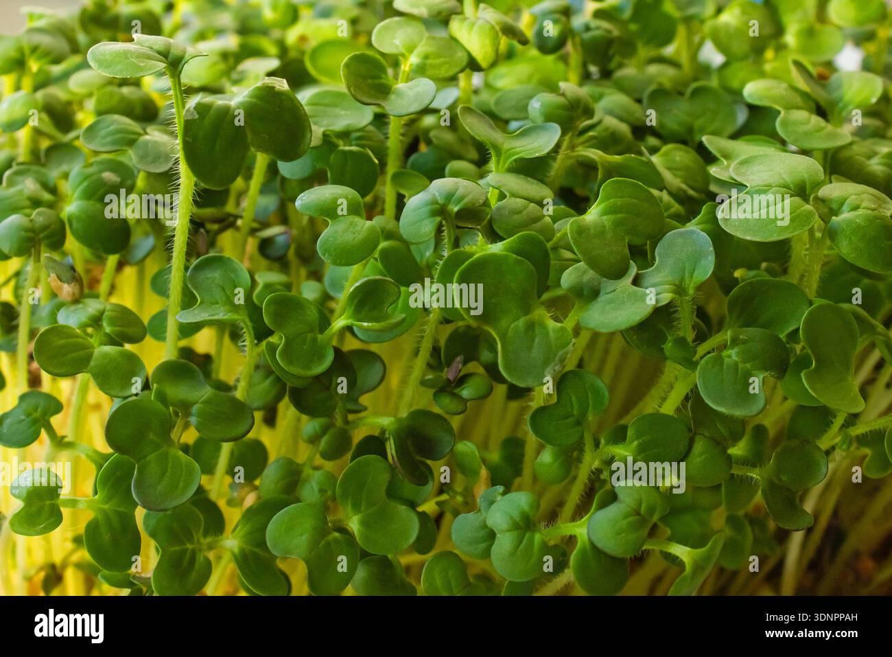 Gros plan de feuilles fraîches vertes de salade de cresson, fond de microgreens de cresson. Herbes cultivées sur place. Concept de super nourriture nutritive saine. Banque D'Images