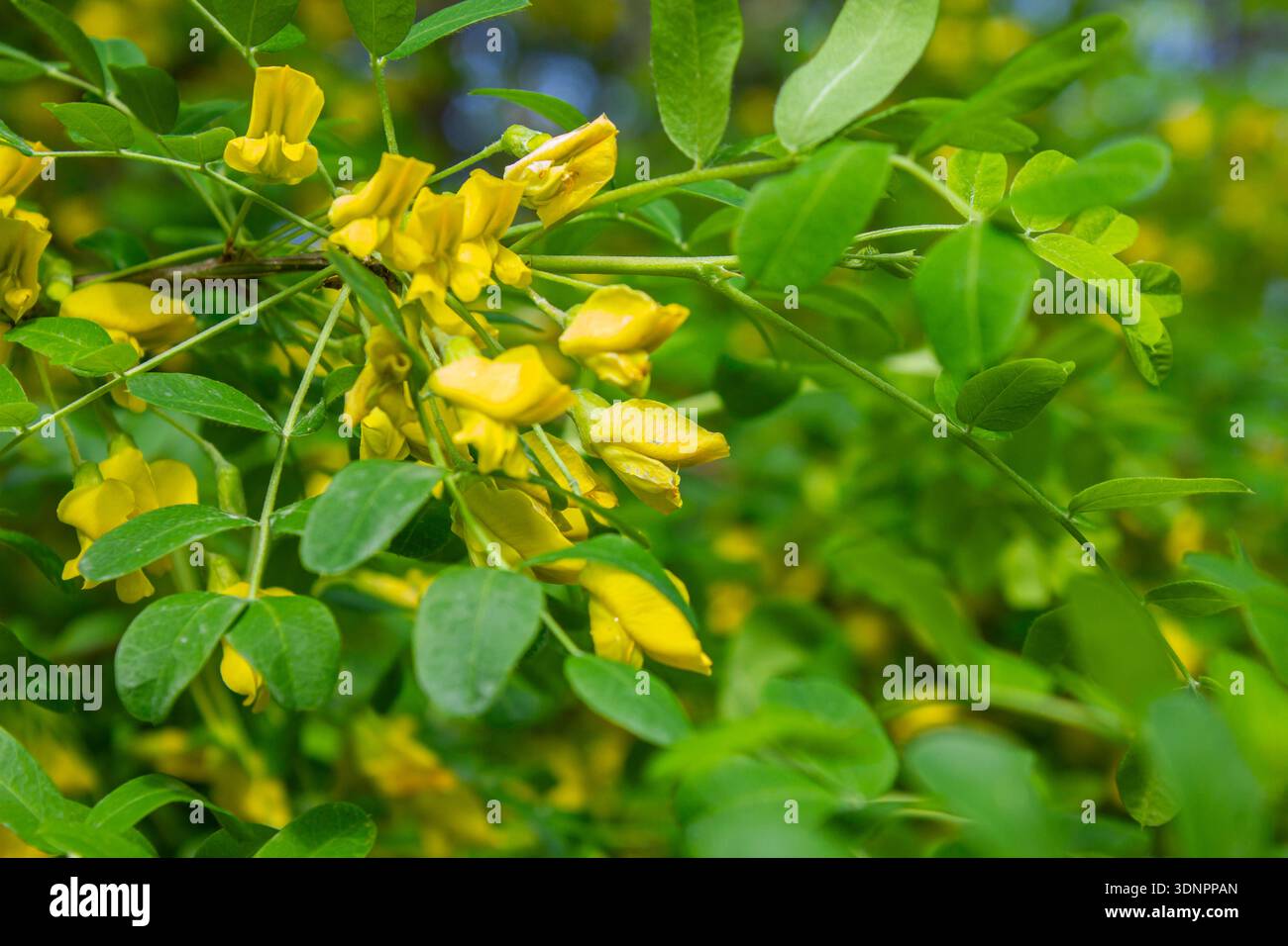 Gros plan fleurs jaunes d'acacia jaune - fond de caragana sibérienne (Caragana arborescens Lam). Fleurs jaunes vibrantes de l'arboresce de Caragana Banque D'Images
