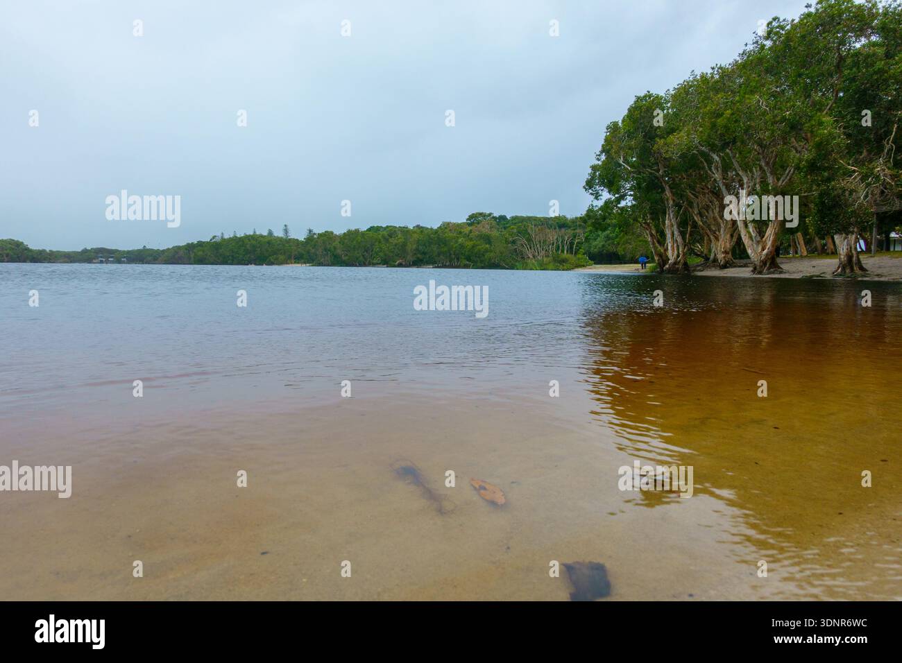 Le lac Ainsworth est un petit lac d'arbre à thé d'eau douce connu pour son eau sombre et tachée de tanins derrière la plage de Lennox Head en Nouvelle-Galles du Sud en Australie. Banque D'Images
