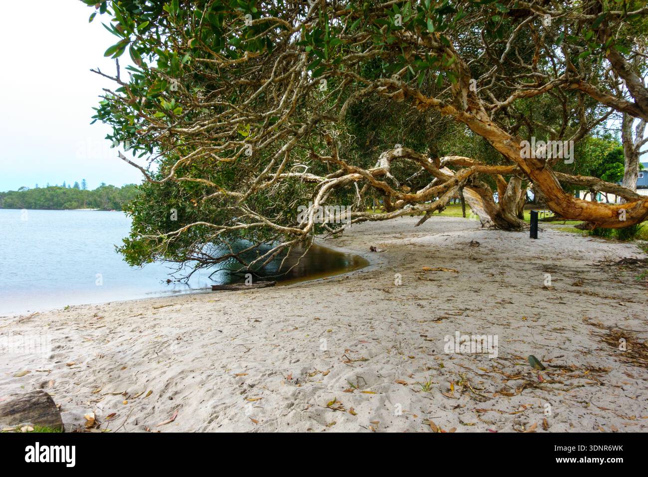 Arbres surplombant la plage du lac Ainsworth est un petit lac d'arbre à thé d'eau douce connu pour son eau sombre et teintée de tanins Nouvelle-Galles du Sud Australie. Banque D'Images