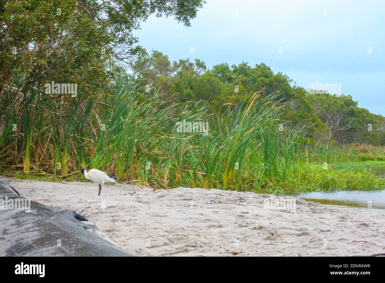 L'ibis on Beach of Lake Ainsworth est un petit lac d'arbre à thé d'eau douce connu pour ses eaux sombres et teintées de tanins dans la Nouvelle-Galles du Sud en Australie. Banque D'Images