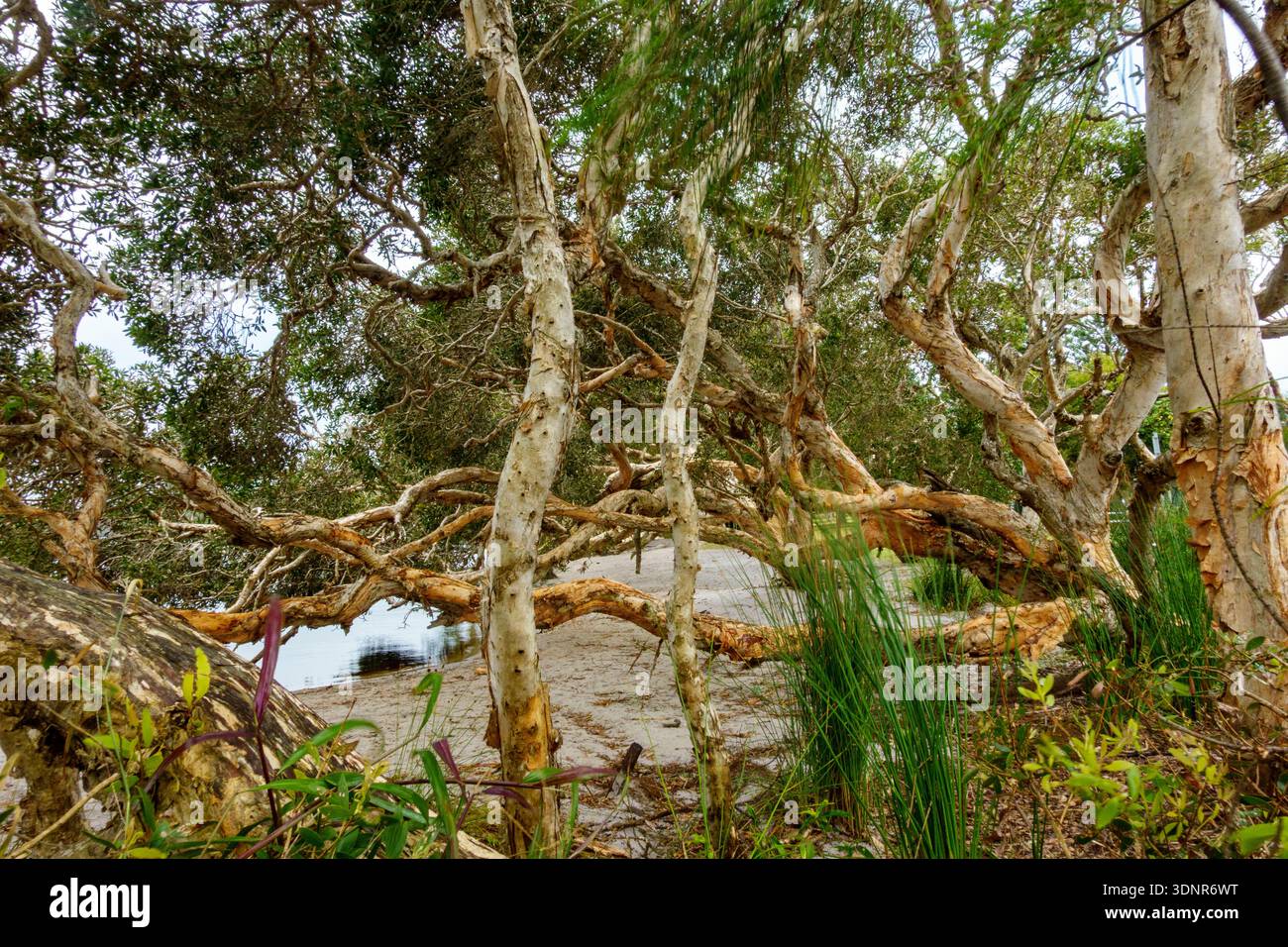 Écorce écorce d'eucalyptus surplombant la plage pittoresque du lac Ainsworth Lennox Head Australie. Banque D'Images