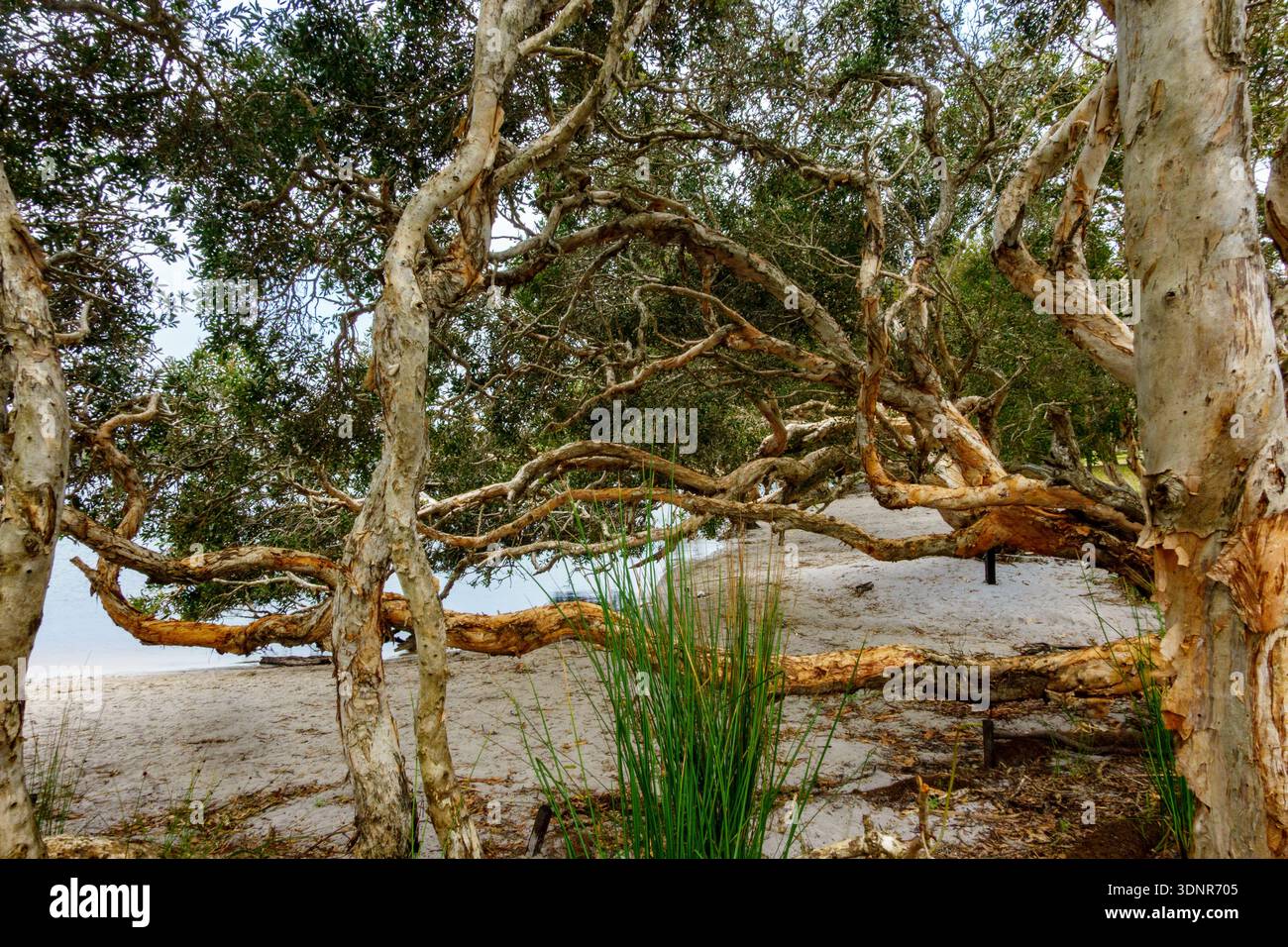 Écorce écorce d'eucalyptus surplombant la plage pittoresque du lac Ainsworth Lennox Head Australie. Banque D'Images