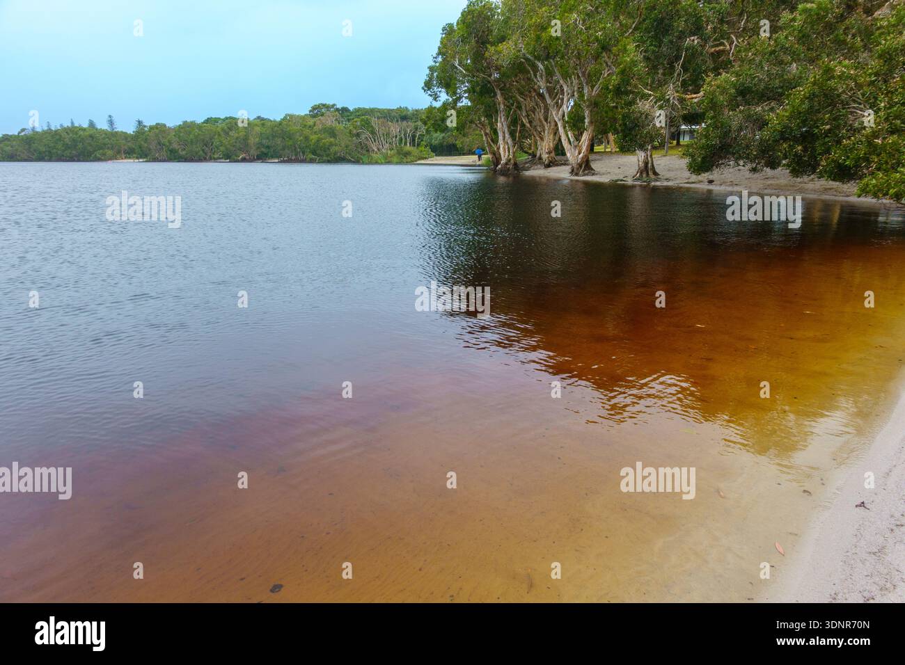 Le lac Ainsworth est un petit lac d'arbre à thé d'eau douce connu pour son eau sombre et tachée de tanins derrière la plage de Lennox Head en Nouvelle-Galles du Sud en Australie. Banque D'Images