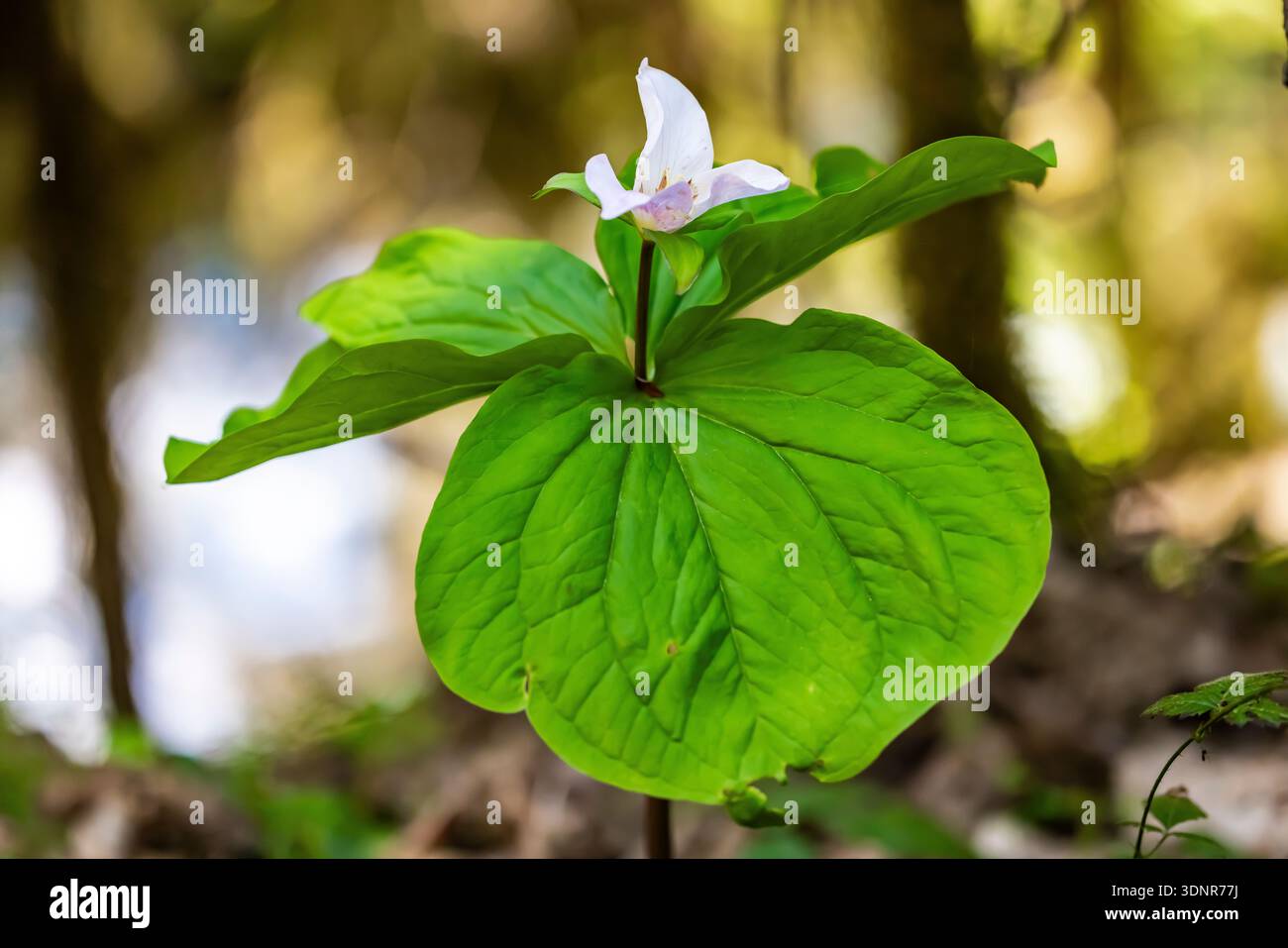WESTERN Trillium, Trillium ovatum, floraison le long de la rivière Dosewallips, Olympic National Forest, État de Washington, États-Unis Banque D'Images