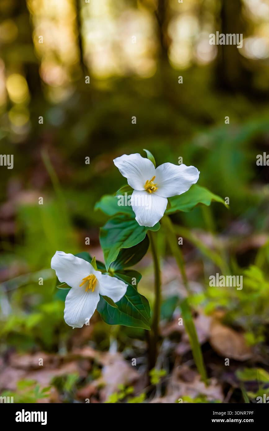 WESTERN Trillium, Trillium ovatum, floraison le long de la rivière Dosewallips, Olympic National Forest, État de Washington, États-Unis Banque D'Images