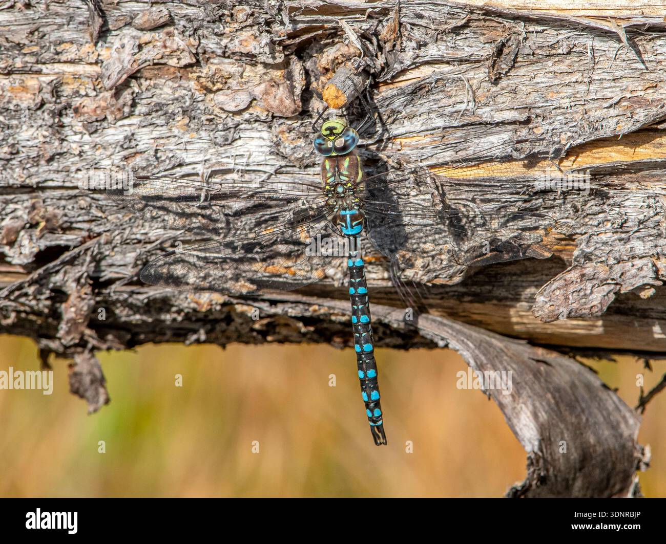 Un dard à queue pagayée (Aeshna palmata) repose sur une bûche tombée et pourrie dans un bois le long de la rivière Snake dans le nord-ouest du Wyoming. Banque D'Images