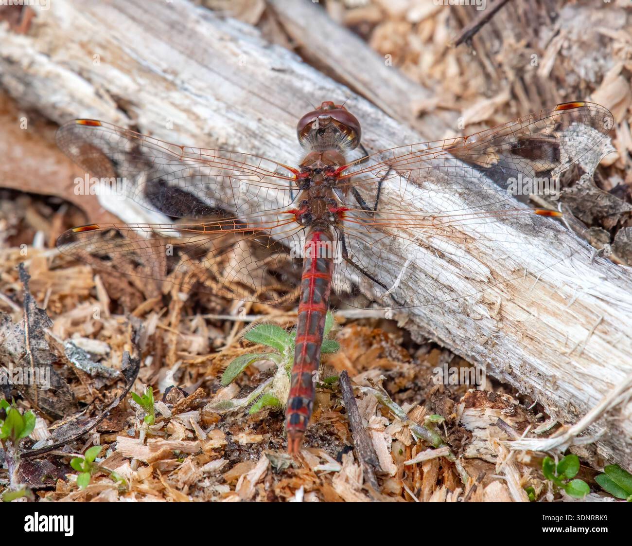 Meadowhawk panaché reposant sur le sol forestier de la zone naturelle d'État de Boscobel Bluffs dans la zone sans dériveur du Wisconsin. Banque D'Images