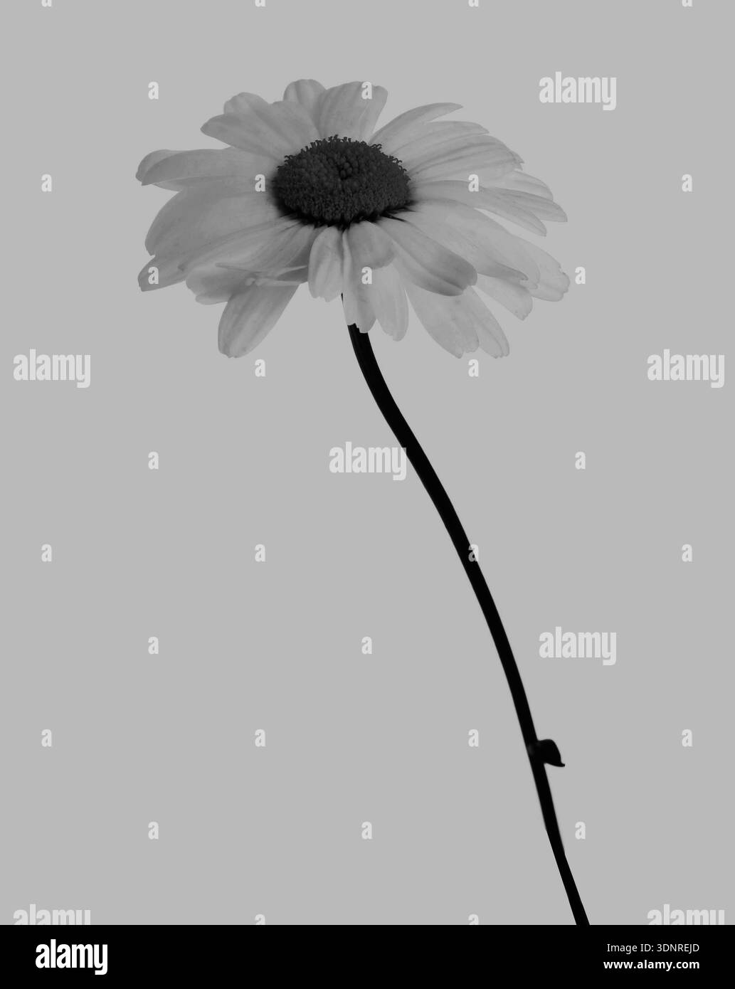 Belle fleur de Marguerite sur fond clair. Tonalités noir et blanc Banque D'Images