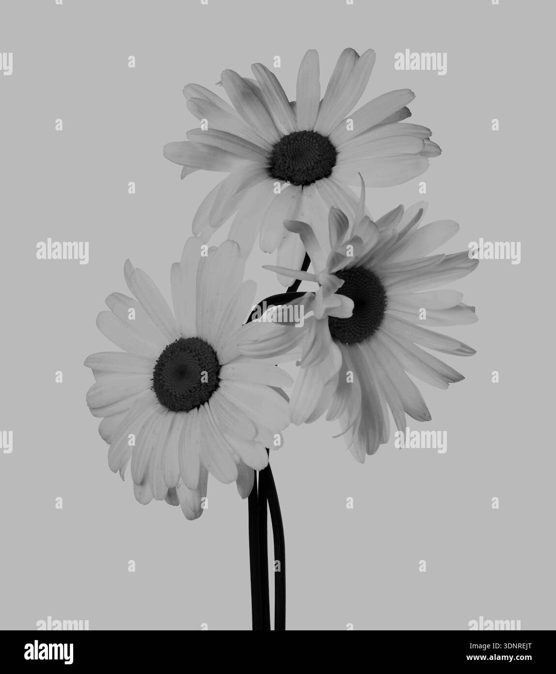 Belles fleurs de Marguerite sur fond clair. Tonalités noir et blanc Banque D'Images