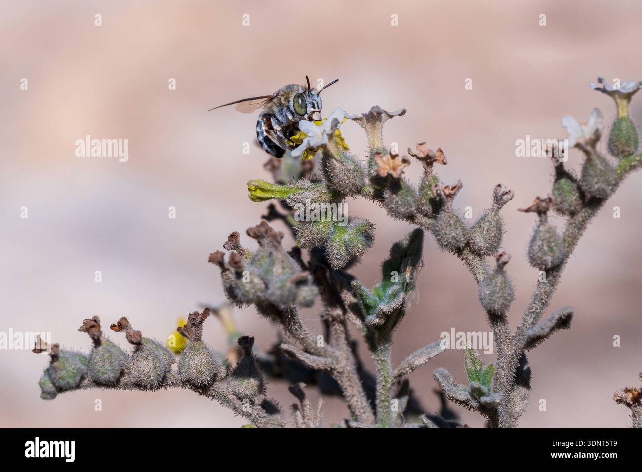 Abeille fouilleuse à joues blanches et baguettes Amegilla albigena buvant sur les fleurs de l'héliotrope du désert (Heliotropium arbainense) dans le protectorat de Wadi Degla, E Banque D'Images