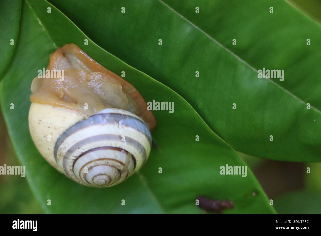 Escargot africain géant (Achatina fulica) rampant sur le dessous doré d'une feuille de pomme étoile (Chrysophyllum cainito). Banque D'Images