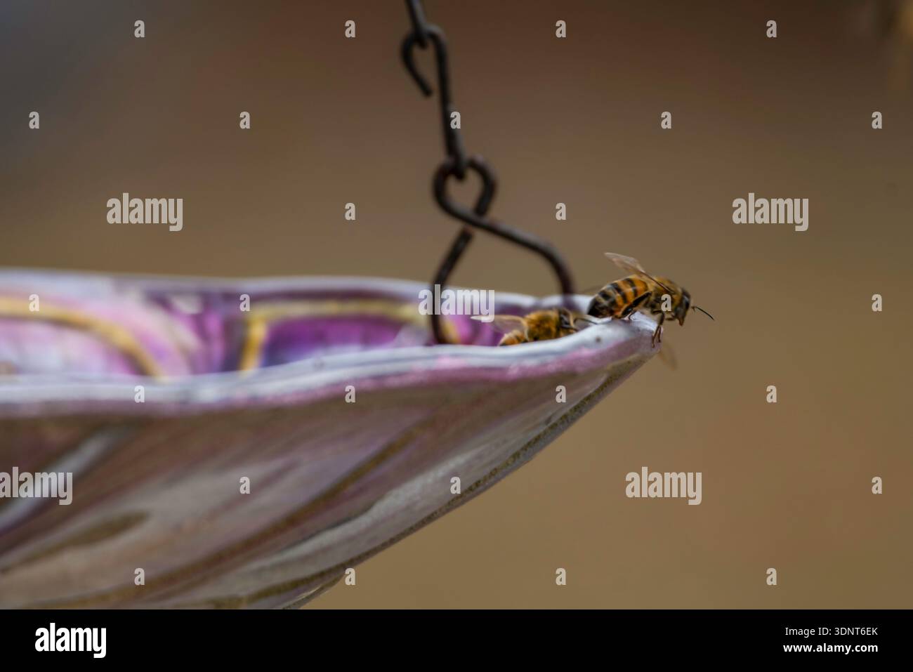 Abeilles Banque D'Images