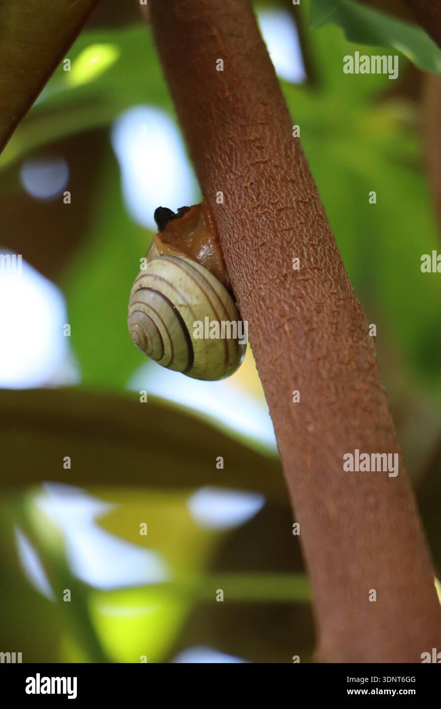 Achatina fulica, un ravageur agricole commun, vu sur les feuilles d'un pommier étoilé (Chrysophyllum cainito). Banque D'Images