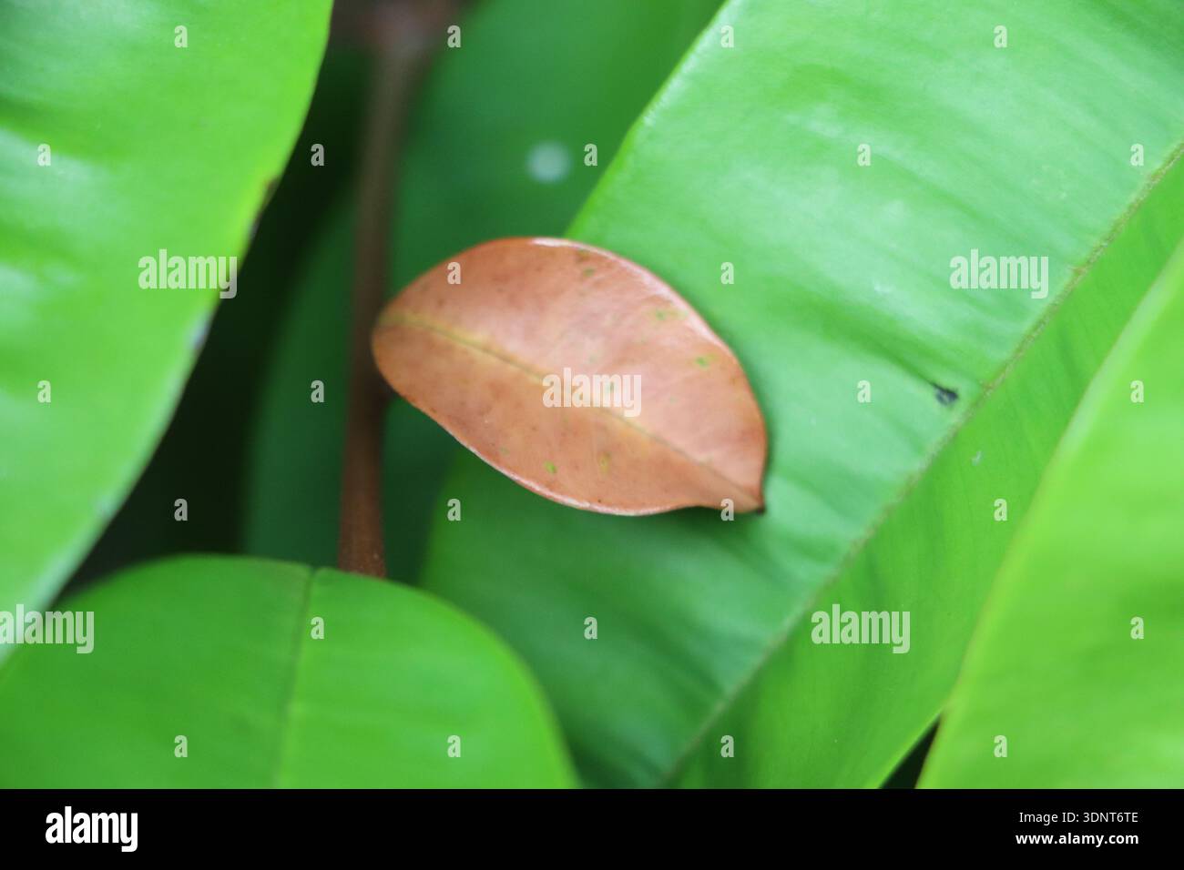Détail botanique des feuilles de Chrysophyllum cainito, mettant en évidence les poils dorés soyeux sur le dessous du feuillage. Banque D'Images