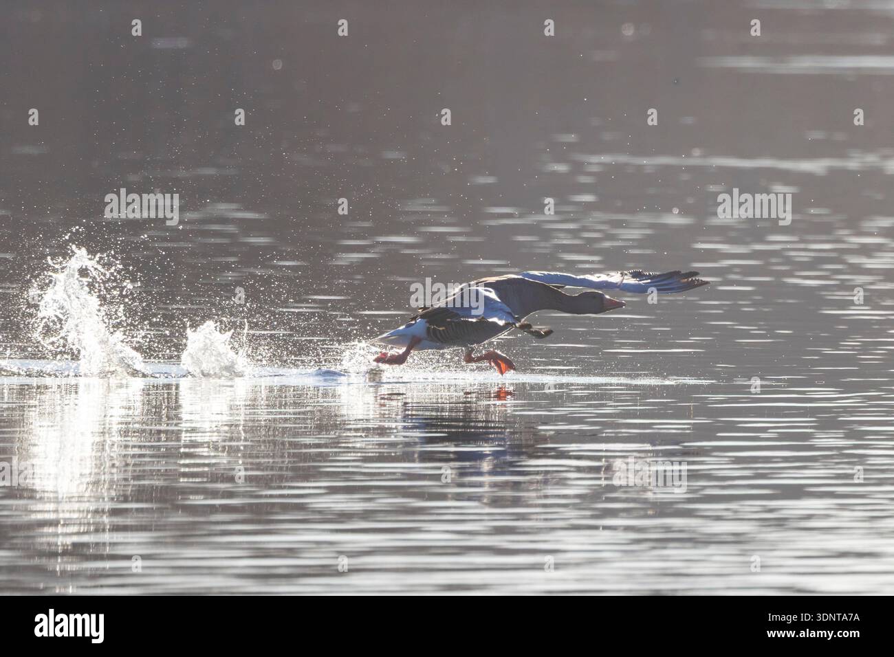 Greylag Goose, Anser anser, oie prenant son envol, Schleswig-Holstein, Allemagne Banque D'Images