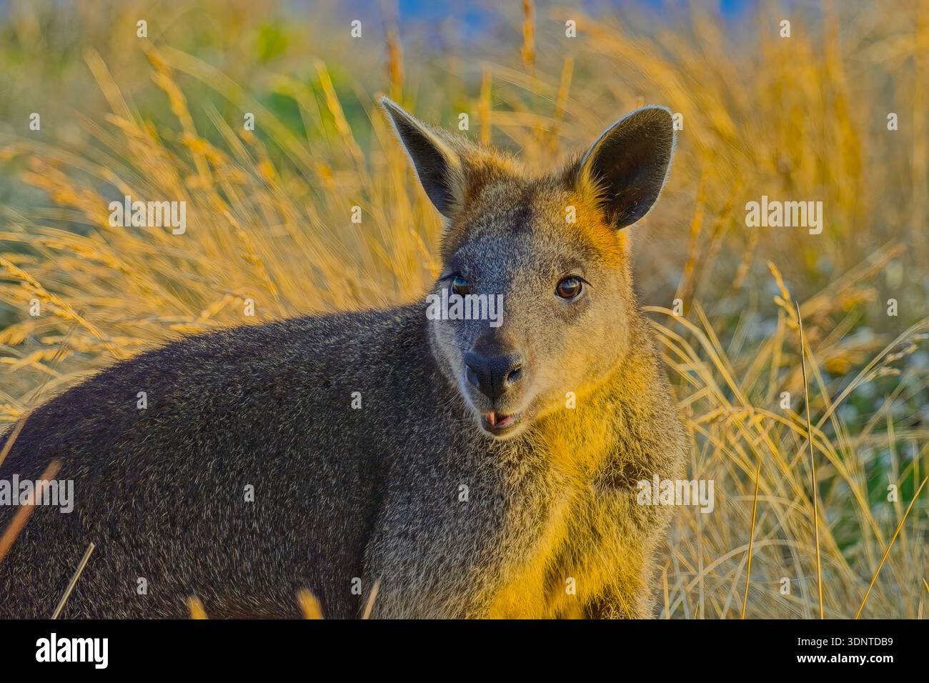 Wallaby des marais (Wallabia bicolor) dans l'herbe, gros plan en fin d'après-midi soleil près de Nobbies, Phillip Island, Victoria Banque D'Images