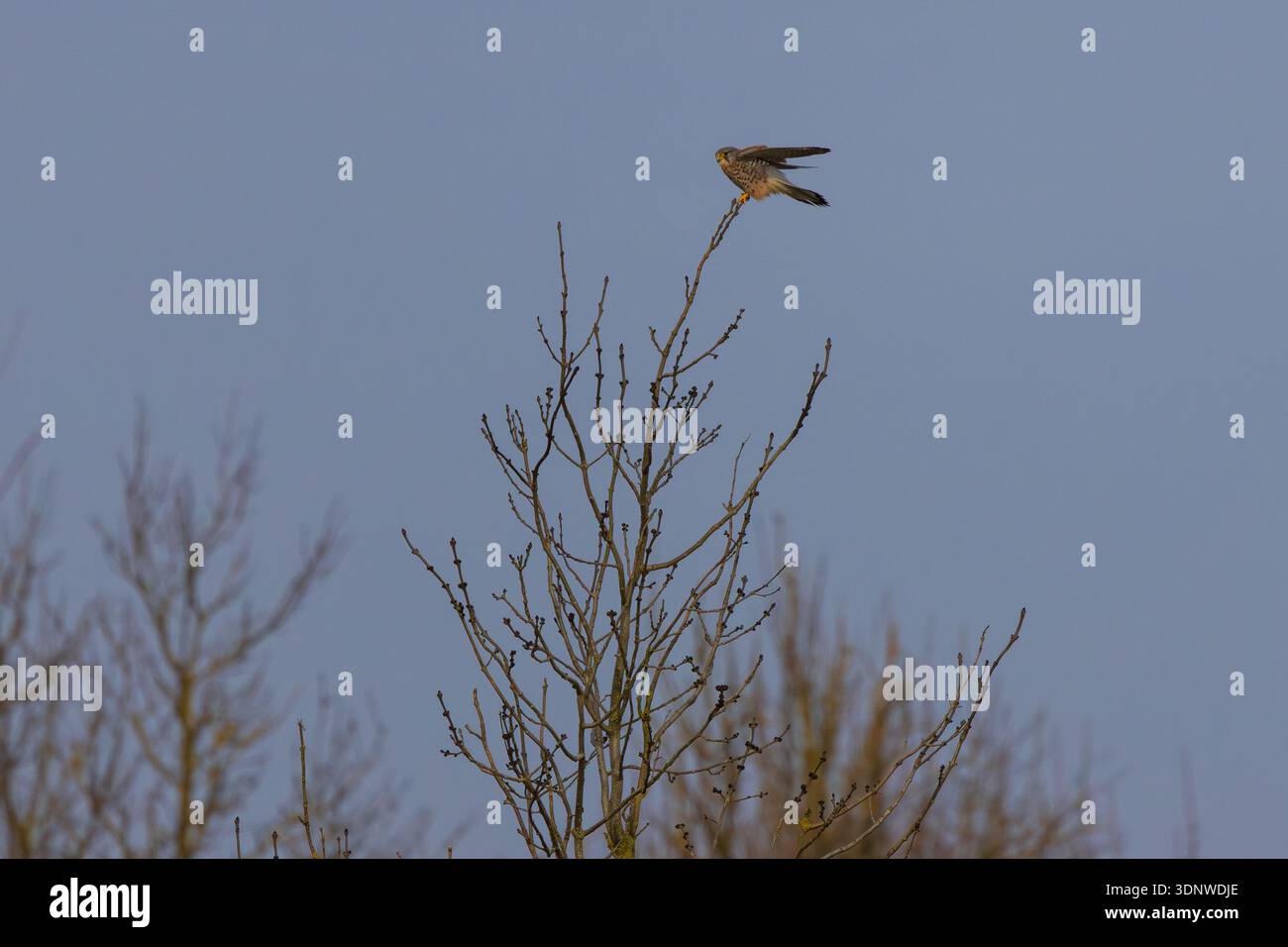 Kestrel perché sur un arbre pendant l'hiver. Banque D'Images