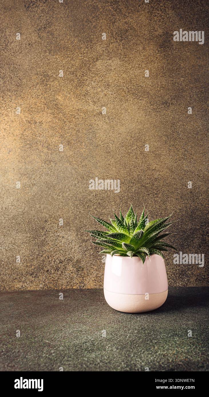 Plante succulente dans un pot rose sur une surface texturée avec un éclairage chaleureux et une ambiance naturelle Banque D'Images