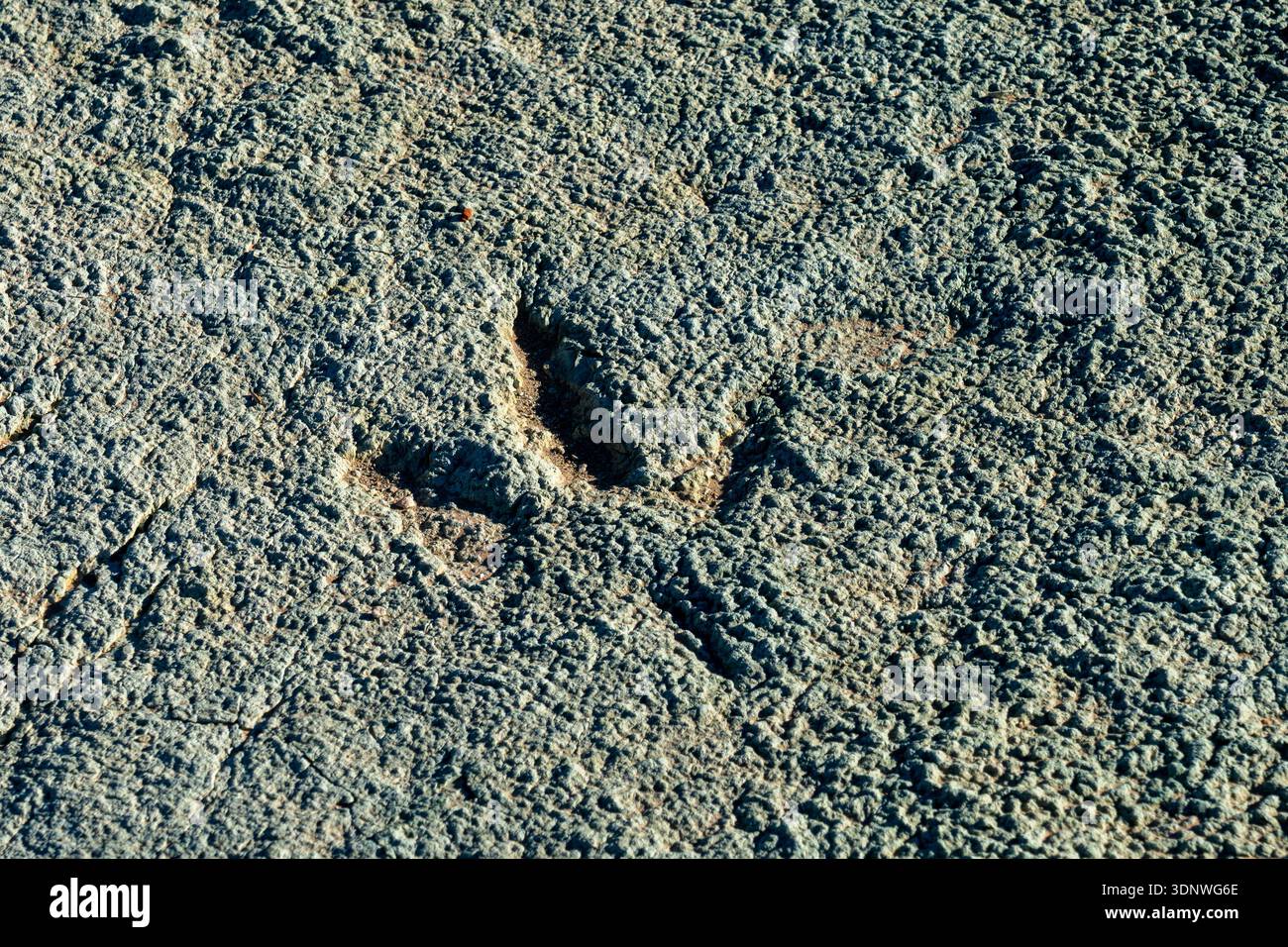 Piste de dinosaures théropodes dans un tapis d'algues fossilisées sur le site de Mill Canyon Dinosaur Tracksite près de Moab, Utah. Banque D'Images