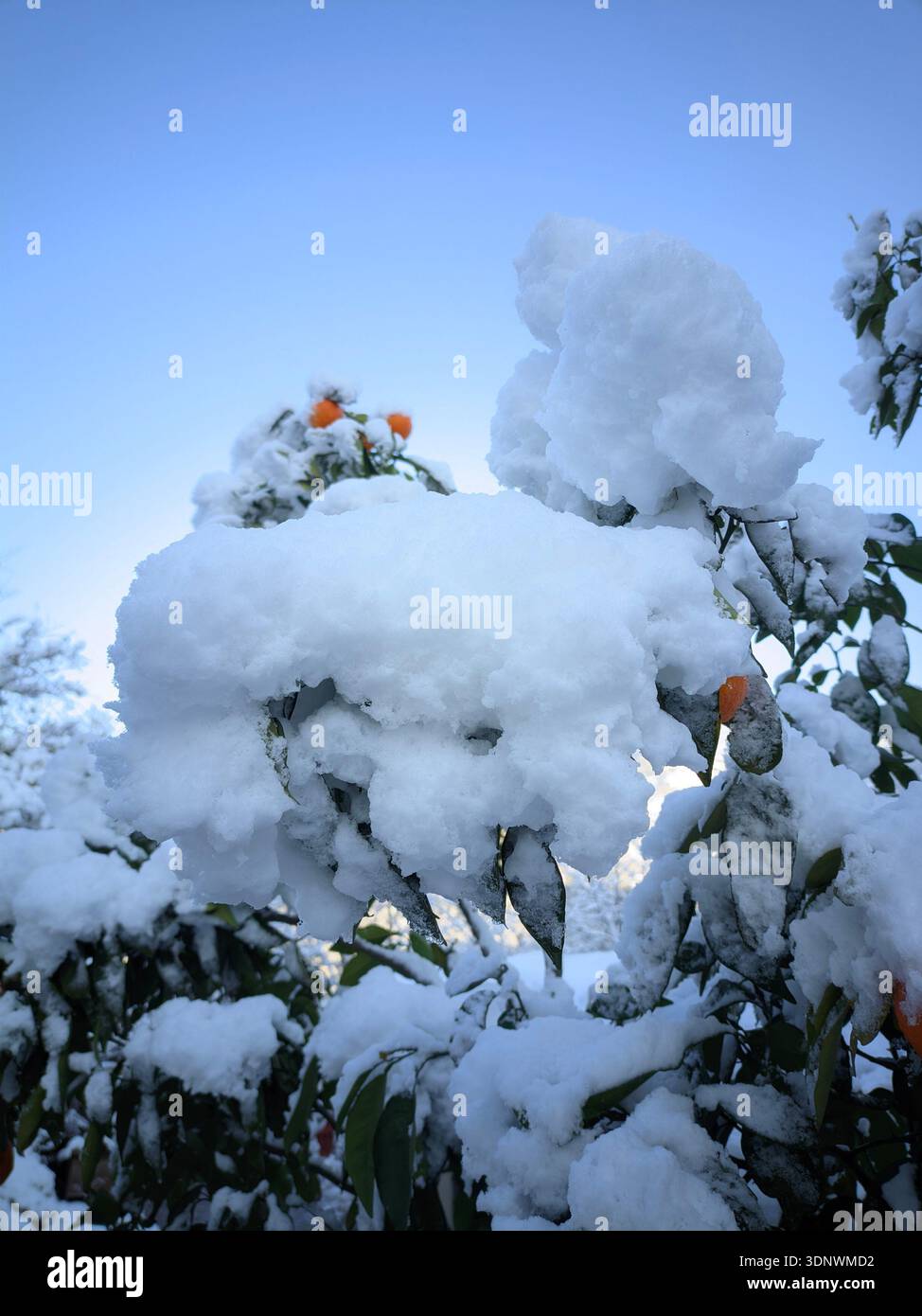 Oranger couvert de neige avec des fruits brillants contre un ciel bleu clair. Banque D'Images