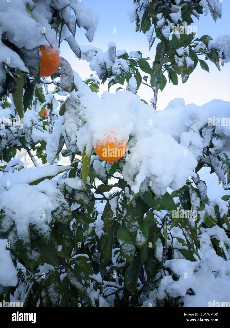Oranger couvert de neige avec des fruits mûrs et des feuilles vertes sous un ciel bleu clair. Banque D'Images