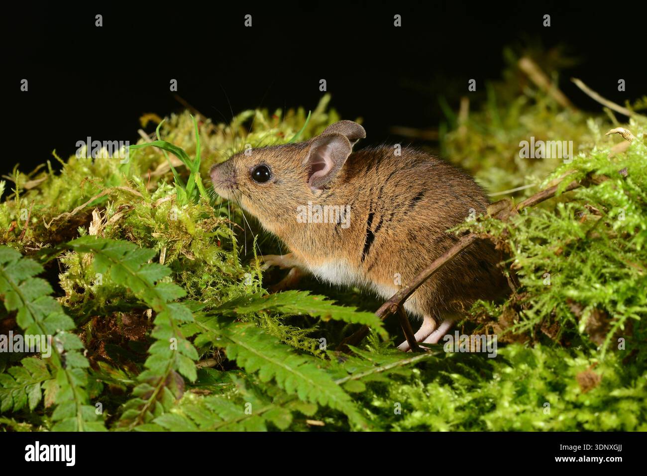 Apodemus sylvaticus souris bois Banque D'Images