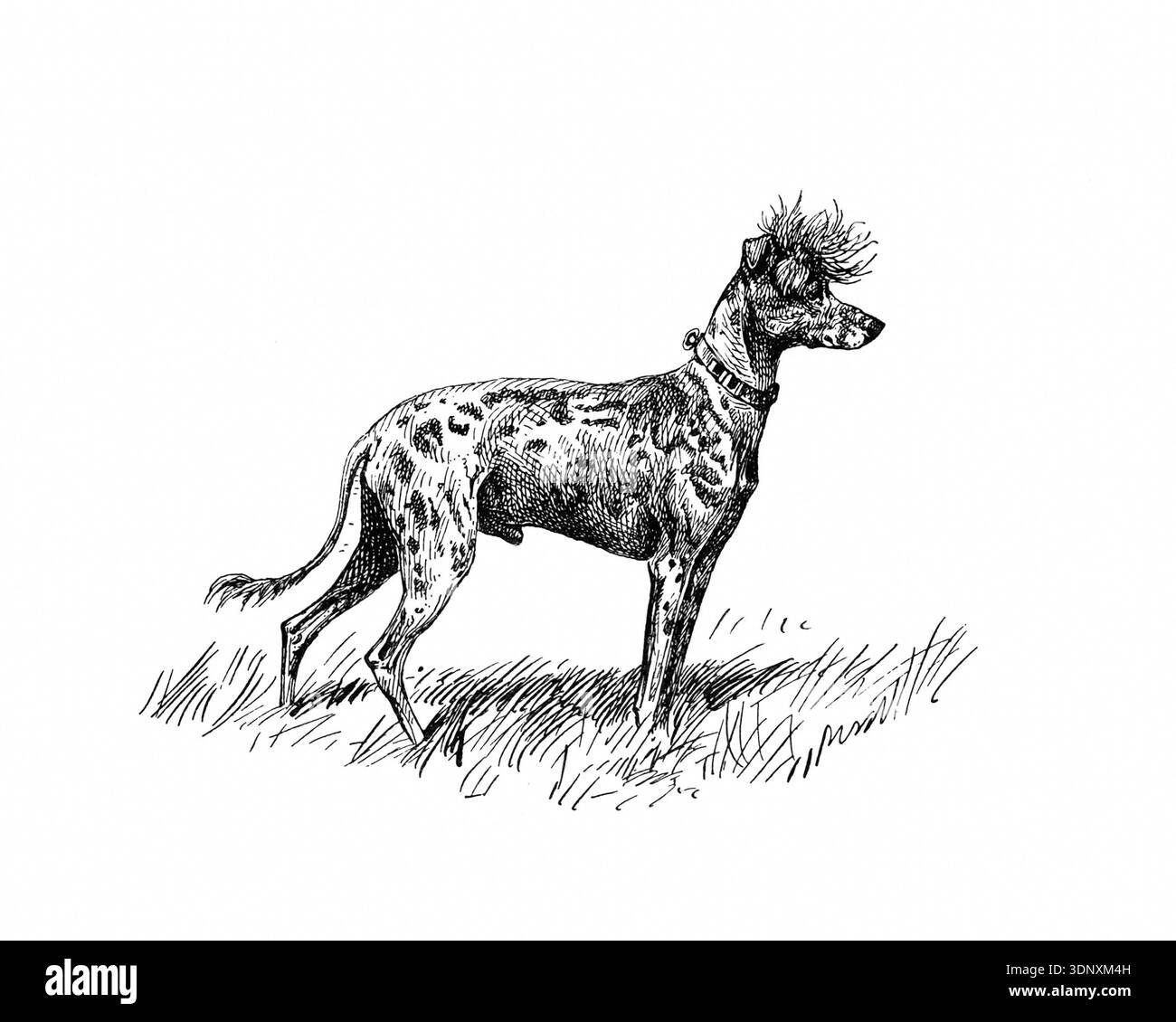 Illustration de chien, dessin à l'encre fait à la main, isolé sur fond blanc, fourrure détaillée réaliste, style de gravure moderne propre. Chien chinois à crête Banque D'Images