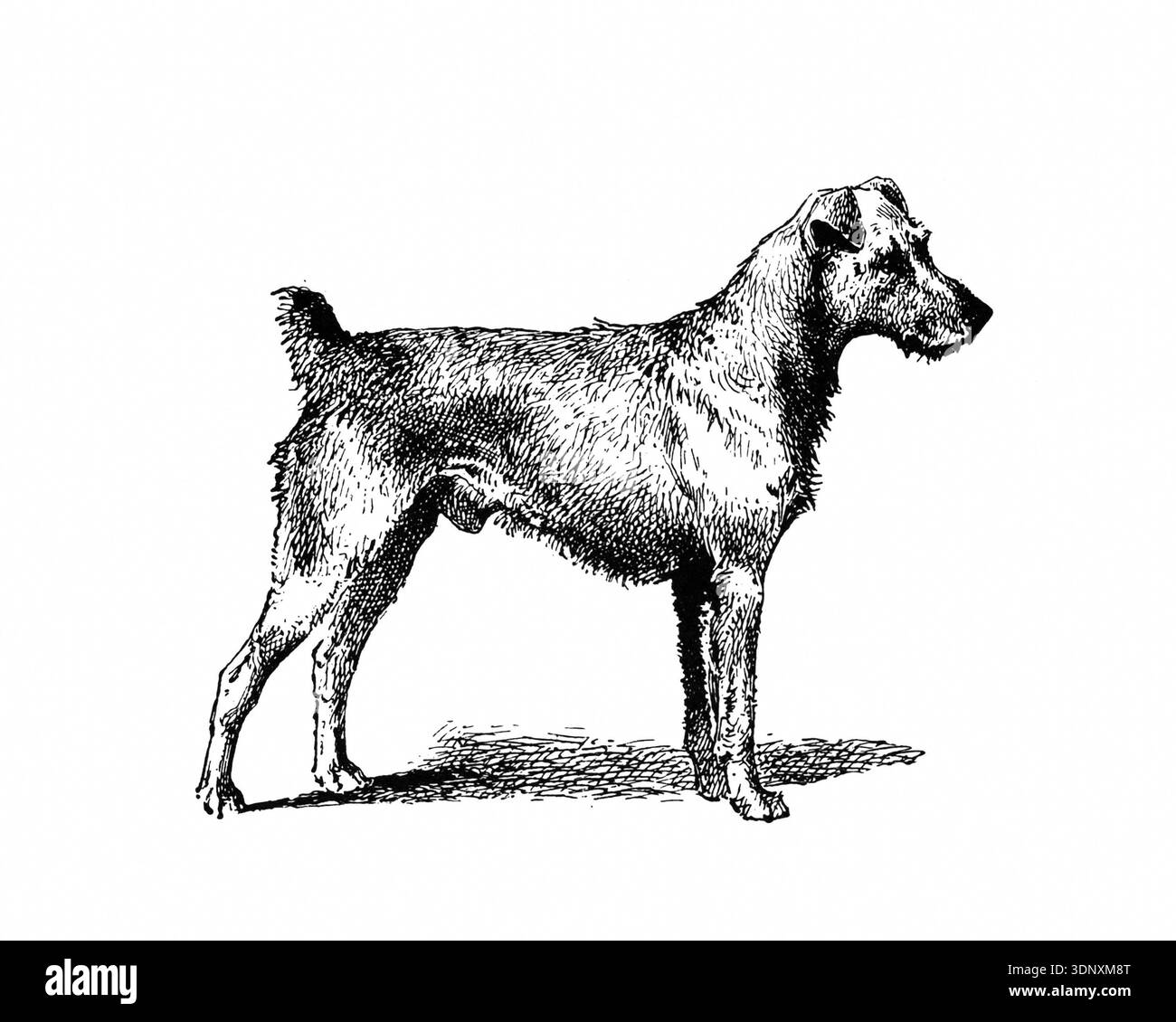 Illustration de chien, dessin à l'encre fait à la main, isolé sur fond blanc, fourrure détaillée réaliste, style de gravure moderne propre. Irlandais Terrier Banque D'Images