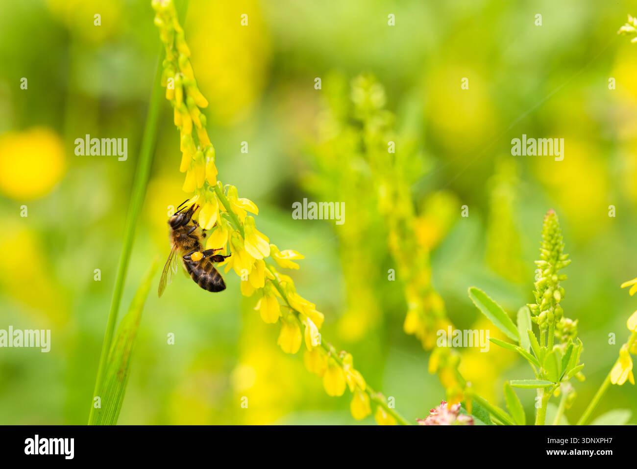 Gros plan d'une abeille, Apis mellifera, recueillant le nectar sur un trèfle jaune doux, Melilotus officinalis, fleur, mettant en évidence la pollinisation dans un vibra Banque D'Images