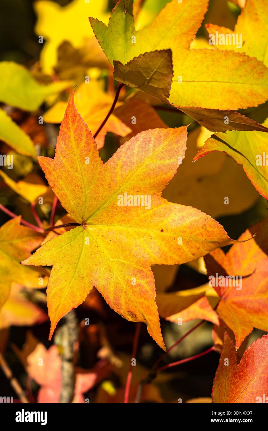 Gros plan de feuilles d'automne vibrantes affichant des nuances de jaune et d'orange, illuminées par la lumière du soleil. Les couleurs vives soulignent la beauté du folia d'automne Banque D'Images