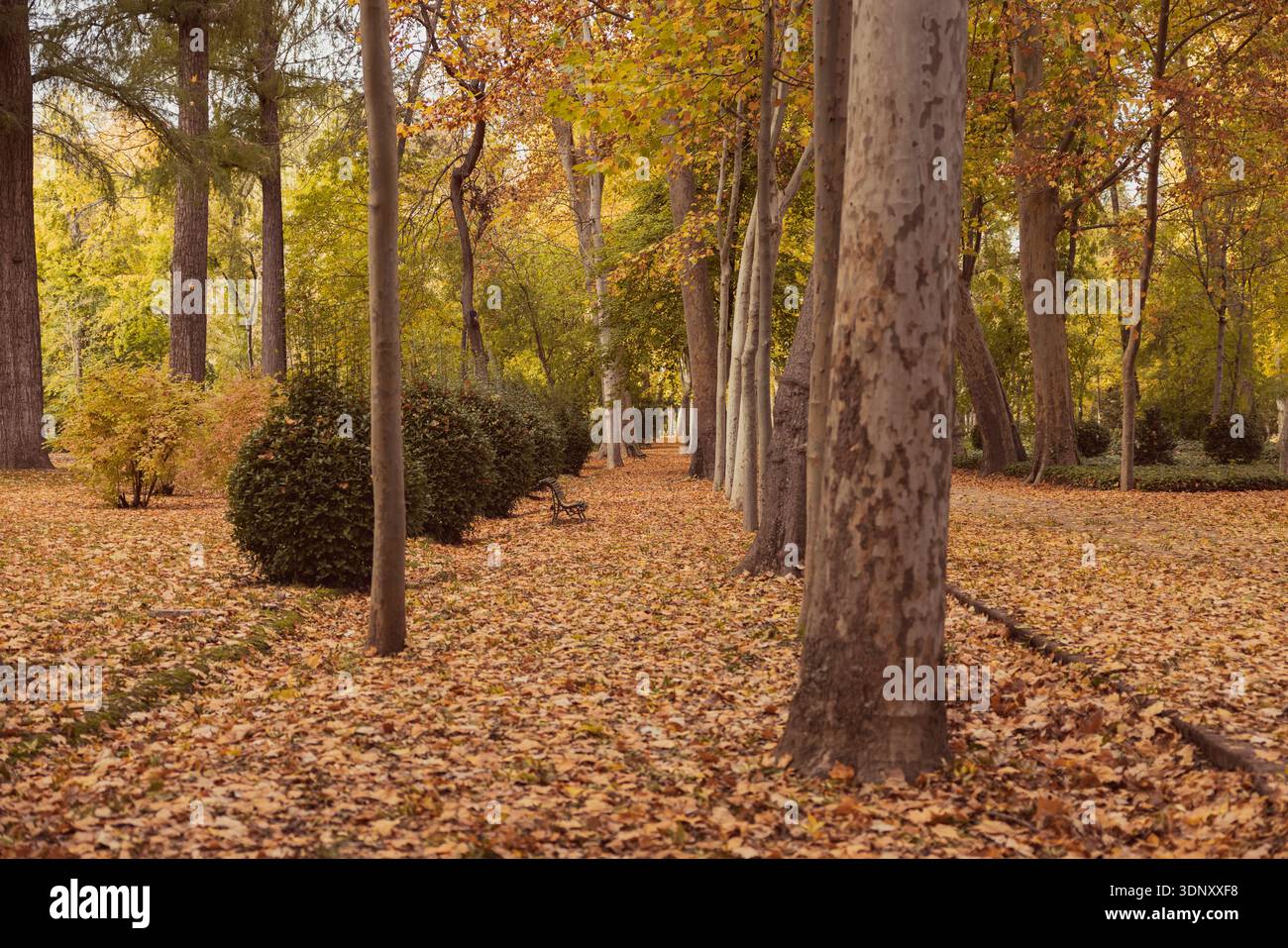 Un chemin automnal enveloppé d'un épais tapis de feuilles sèches dans des tons ocre et jaune. Haies vertes et arbres bordent la passerelle, incarnant l'essence o Banque D'Images