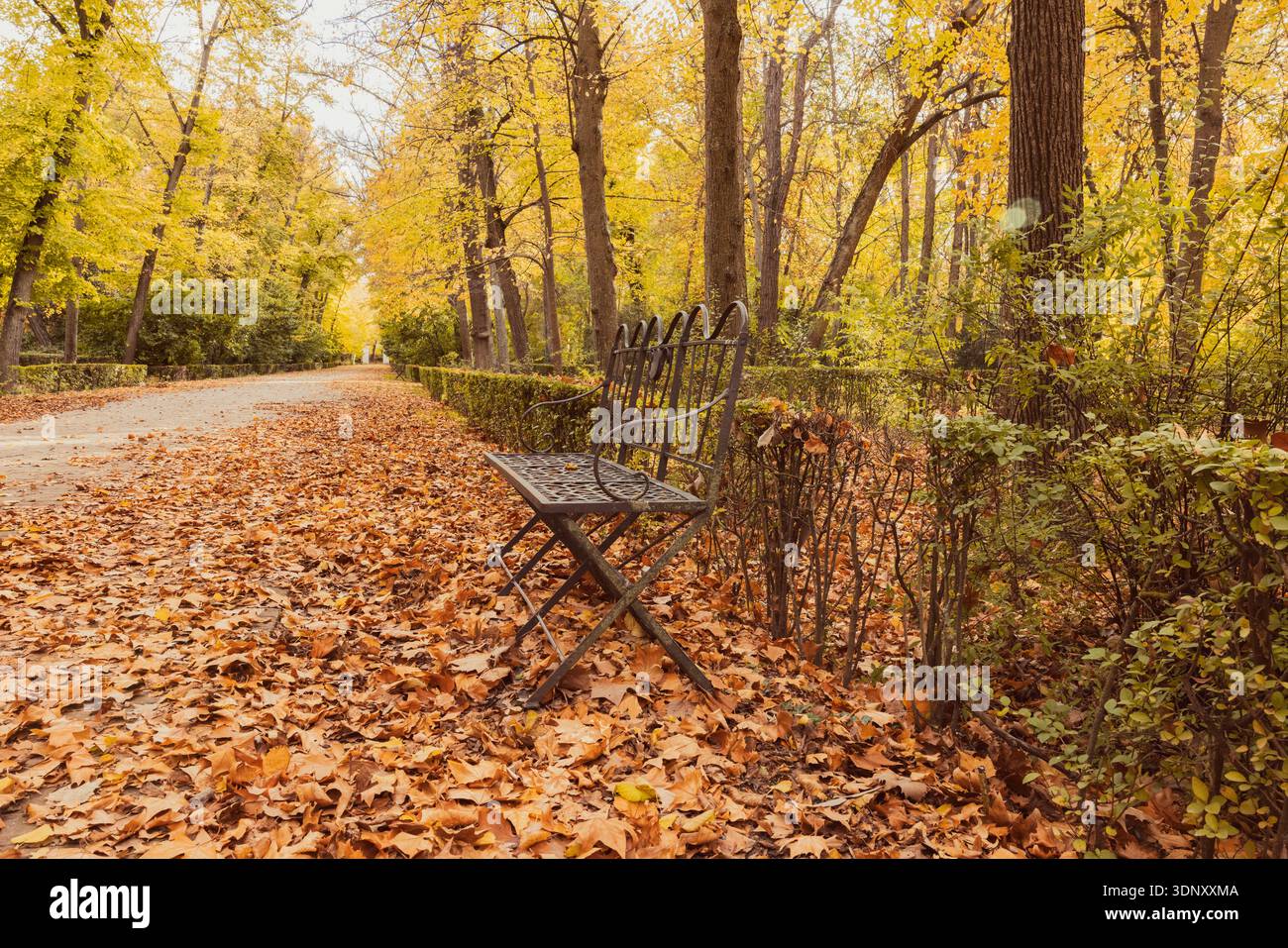 Scène de parc sereine en automne, avec un banc au milieu des feuilles sèches tombées. Le sentier est bordé d'arbres vibrants présentant un feuillage d'automne brillant, CA Banque D'Images