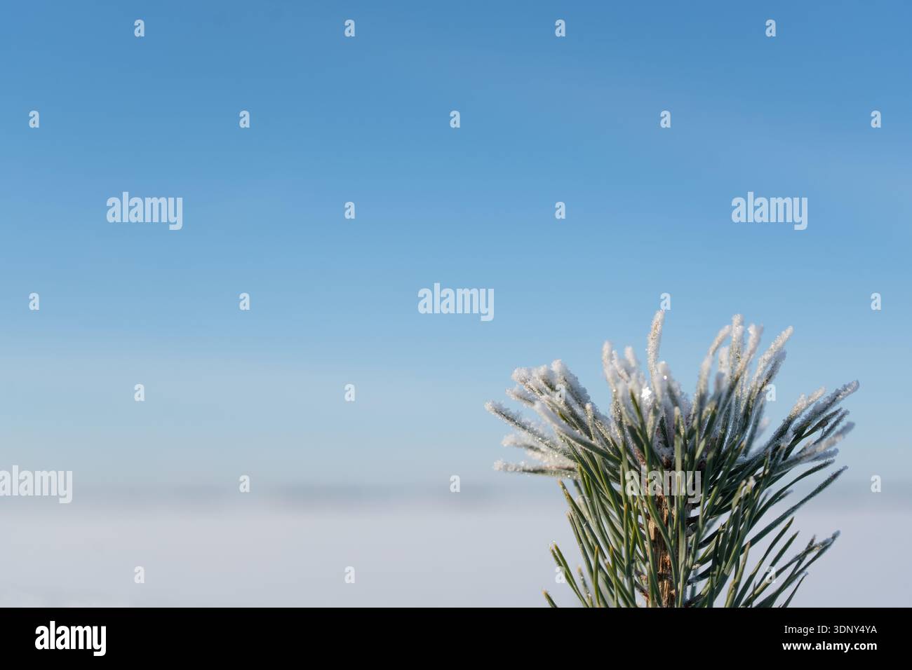 Une seule branche de pin couverte de gel se détache contre une vaste étendue de ciel bleu vif et un paysage blanc et enneigé doux ci-dessous Banque D'Images