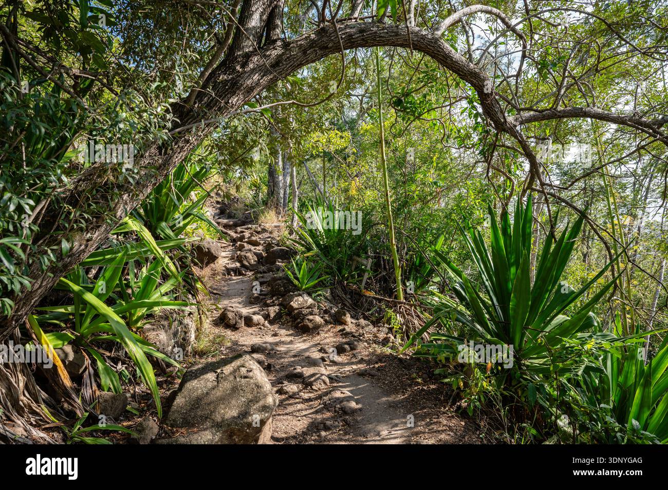 GR R2 sentier de randonnée passant sous une arche naturelle dans la forêt de la Providence, la Réunion, France Banque D'Images