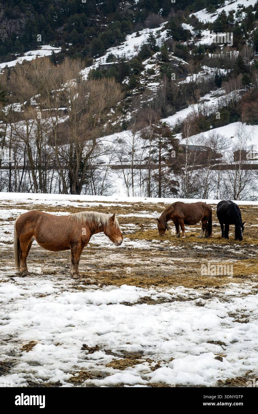 Chevaux sauvages qui paissent dans un champ enneigé, la Cortinada, Ordino, Andorre Banque D'Images