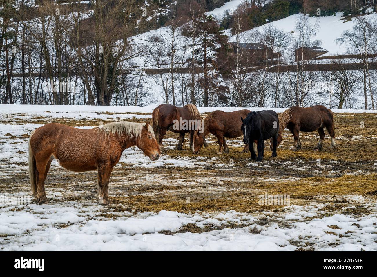 Chevaux sauvages qui paissent dans un champ enneigé, la Cortinada, Ordino, Andorre Banque D'Images