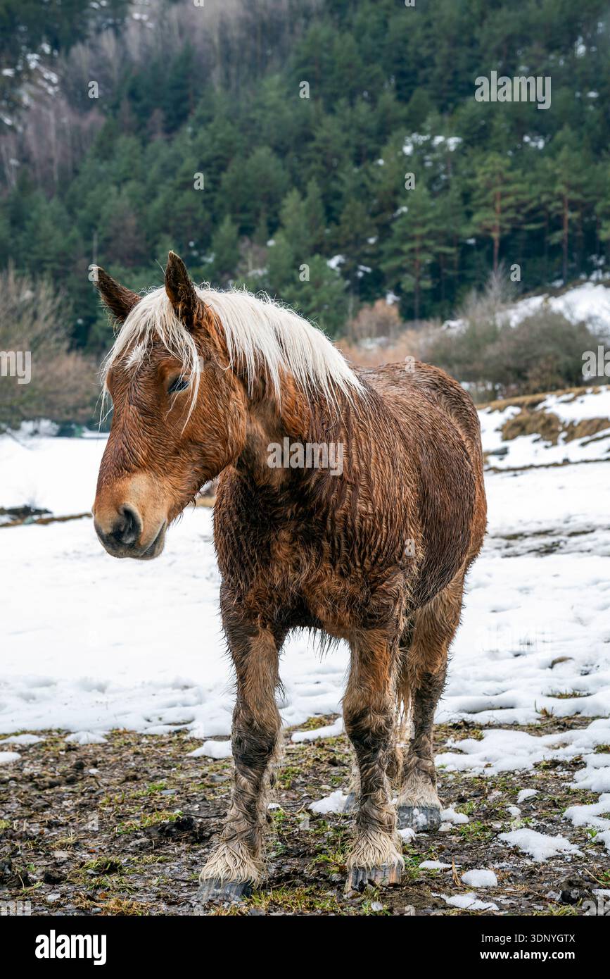 Cheval sauvage pâturant dans un champ enneigé, la Cortinada, Ordino, Andorre Banque D'Images