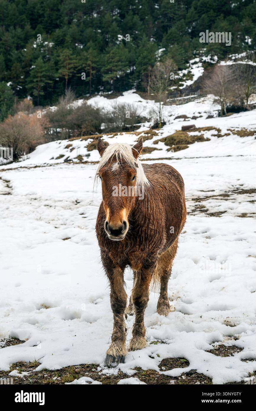 Cheval sauvage pâturant dans un champ enneigé, la Cortinada, Ordino, Andorre Banque D'Images