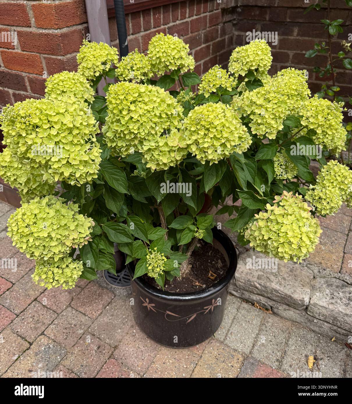 Little Lime paniculata hydrangea en fleur avec fleurs vert citron sur l'arbuste à fleurs Banque D'Images