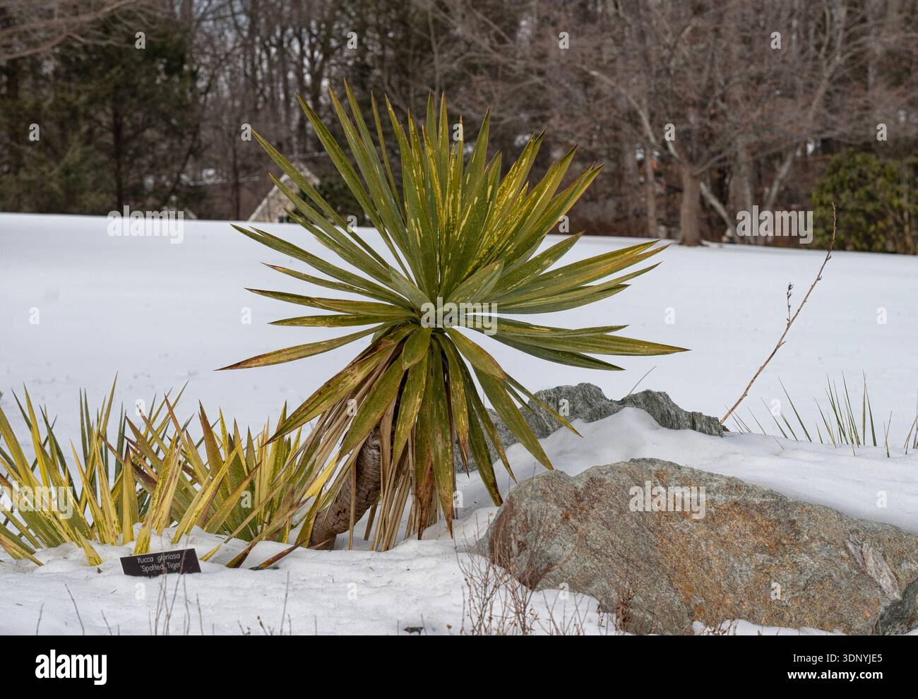 Une journée d'hiver enneigée dans un parc Banque D'Images