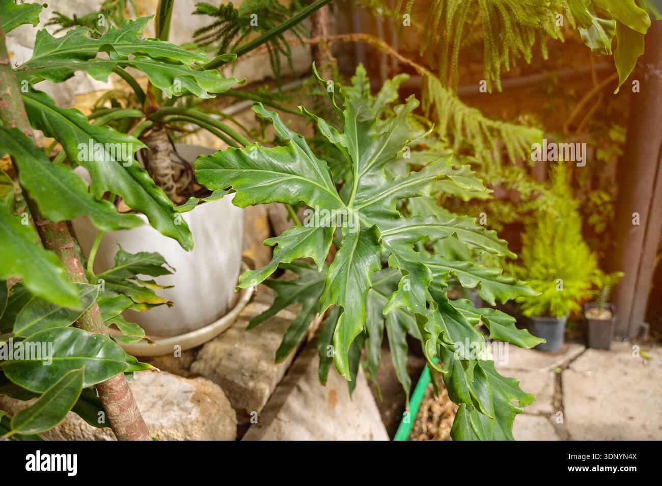 Feuillage Philodendron Lacy Tree avec des formes de feuilles complexes dans un parc tropical intérieur. Concept de diversité botanique et beauté environnementale fraîche dans Banque D'Images