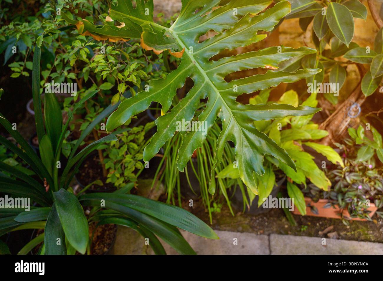 Gros plan d'une grande feuille de Philodendron bipinnatifidum avec des lobes profonds dans une serre. Concept de texture botanique, beauté du feuillage exotique et tropique Banque D'Images