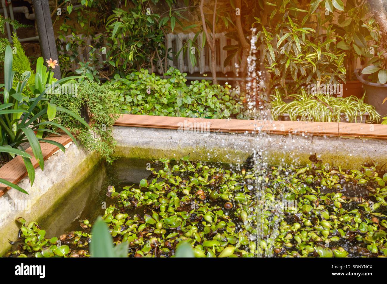 Éclaboussure d'une fontaine de jardin dans un bassin d'étang avec jacinthe d'eau flottante et buissons verts luxuriants. Concept de sérénité, beauté écologique et profession Banque D'Images