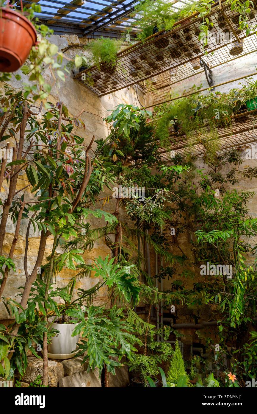 Grandes plantes Philodendron et Araucaria poussant contre un mur de pierre rustique dans une serre. Concept de jardinage vertical, diversité botanique, et e Banque D'Images