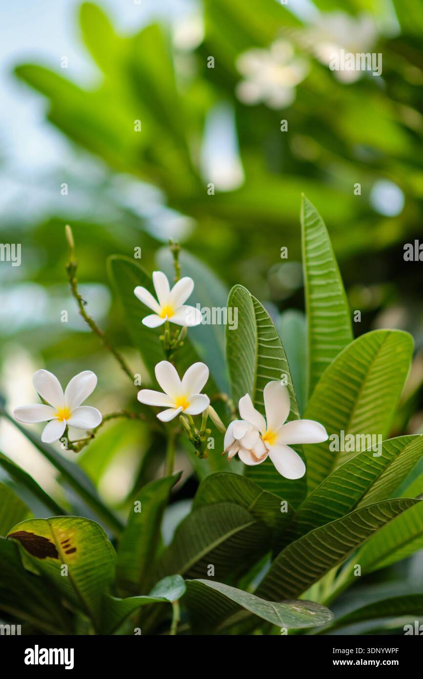 Gros plan de fleurs de plumeria blanches avec des centres jaunes parmi des feuilles tropicales vertes luxuriantes, une lumière naturelle douce et un fond flou. Banque D'Images